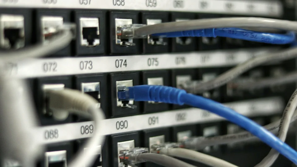 Ethernet cables plugged into a network switch