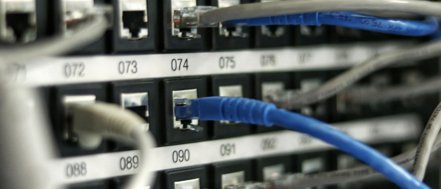 Ethernet cables plugged into a network switch